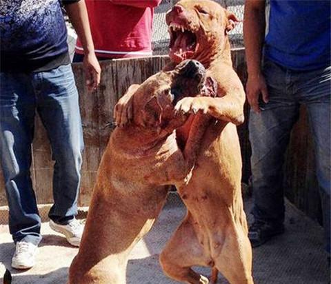 培养比特犬凶猛本能的方法（发掘比特犬潜在的攻击性，打造出最强的守护者）
